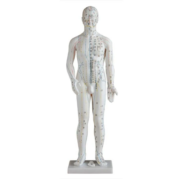 medical science subject Acupuncture Series Acupuncture Model 70CM for teaching