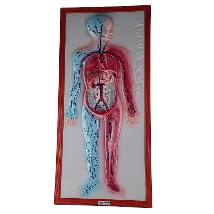 Biology medical blood circulation system embossed model