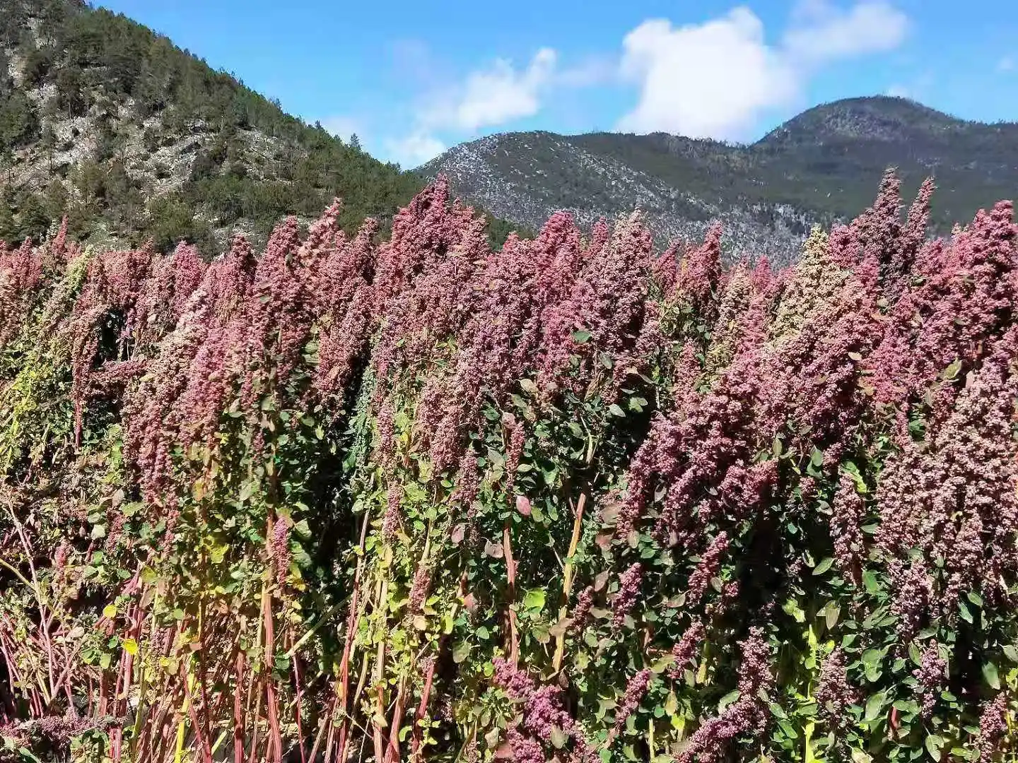 Производитель Прямая высокого качества смешанных Трехцветная картина с киноа