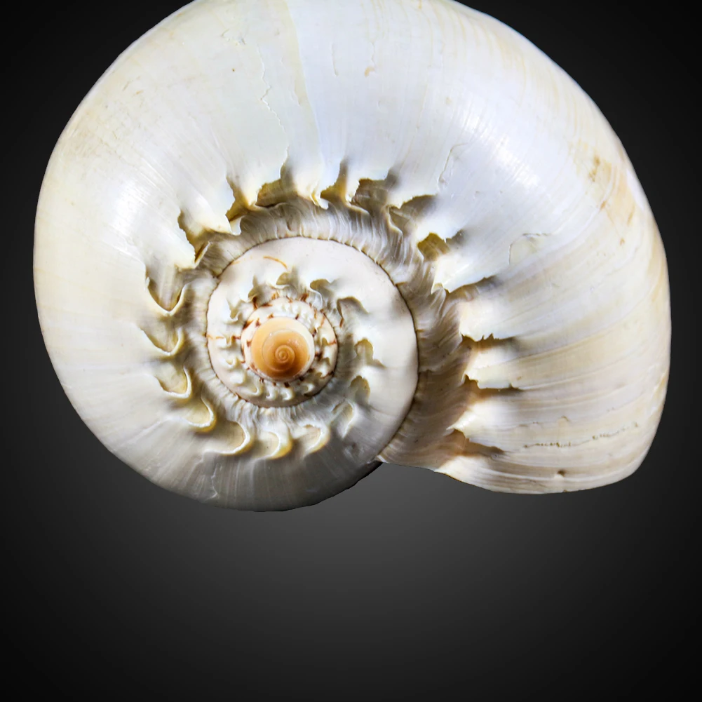 
Wholesale natural spiral beautiful crack large shell conch 