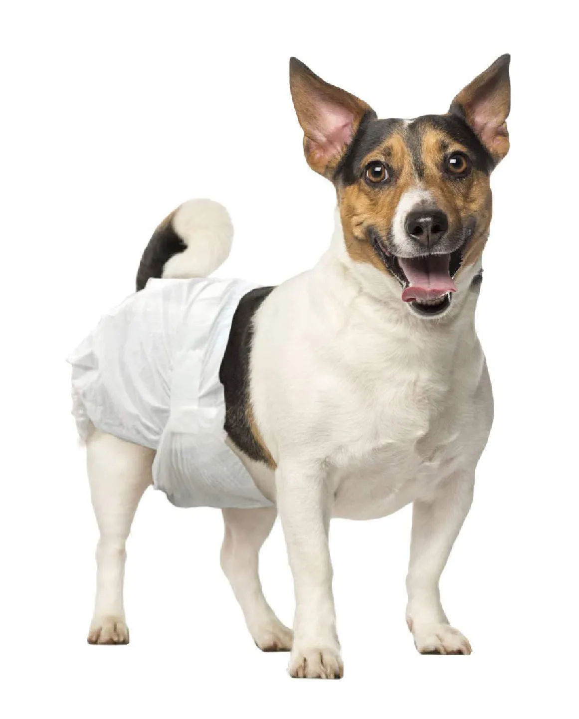 OEM Super Absorbent disposable pet wraps diaper Manufacturer