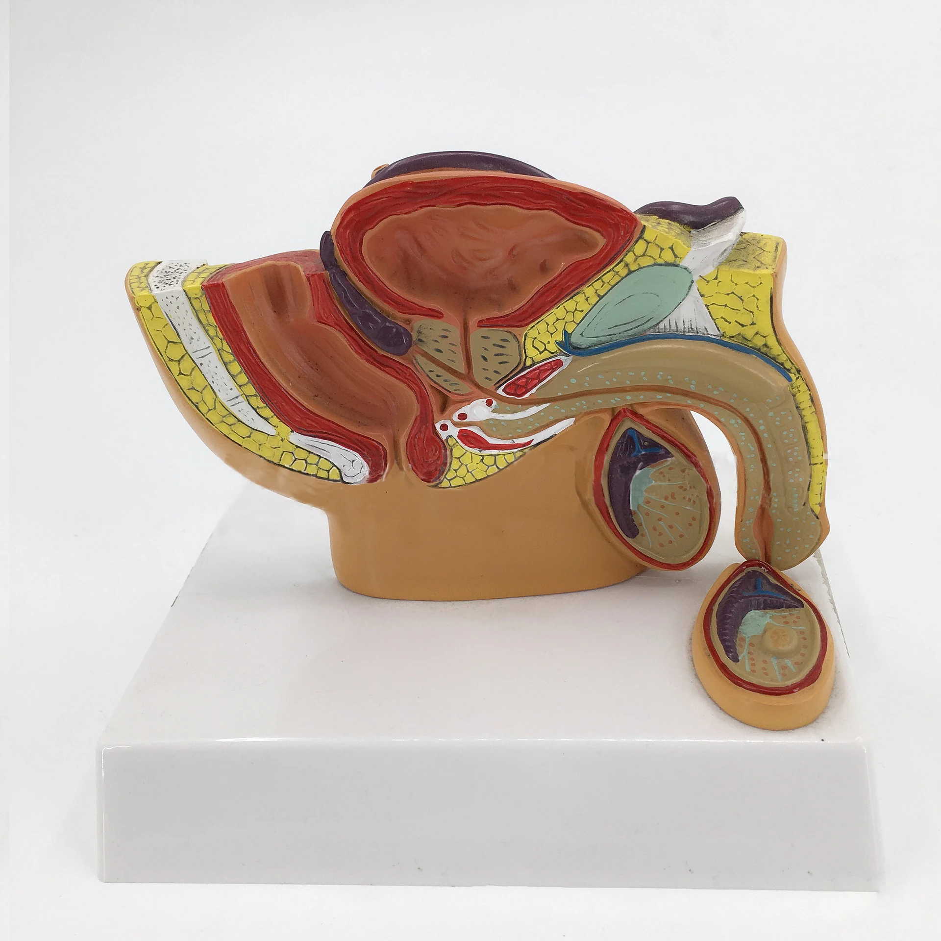 Модель репродуктивной мочевой системы Мужской простаты таза