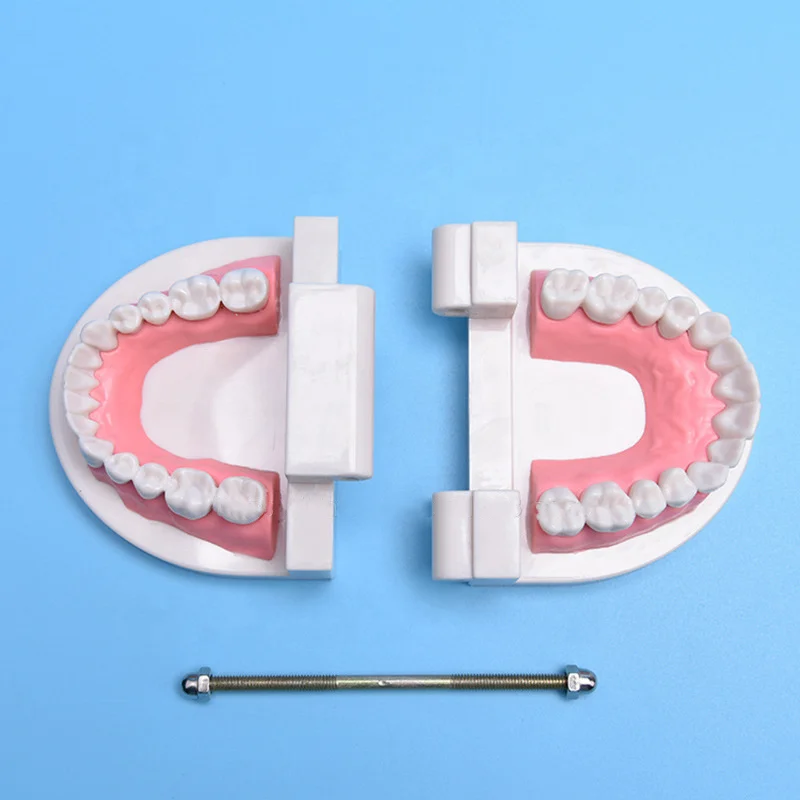 Dental Teeth Model Life Size Removable Oral Health Care For Kids Dental Teaching Model Upper Lower Jaw Educational Supplies