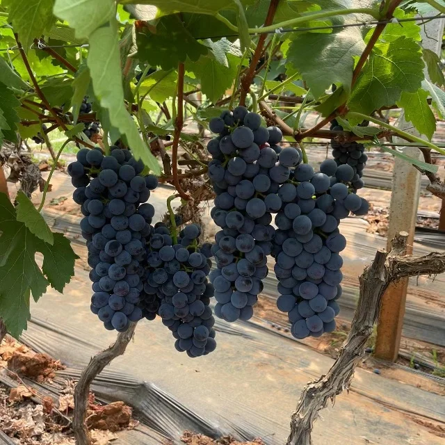 New Crop Delicious Green Grapes Organic Grapes Fresh Fruit Red Grape For Sale