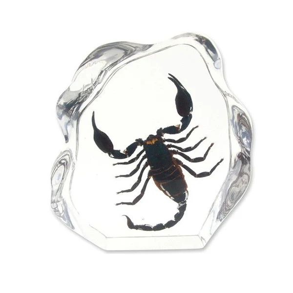 Custom Resin Insect Crafts Resin Specimen Ornaments Bug Paperweight Keychain Gift Souvenir