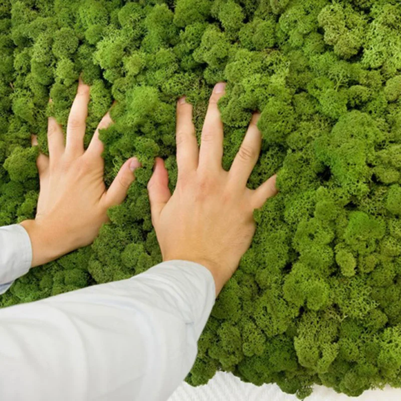 Yunnan Culinan Custom High Quality Lichene Stabilizzato Hotel Moss Decorative Green