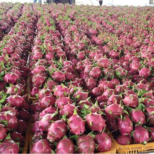 
GOOD QUALITY DRAGON FRUIT FRESH WITH CHEAP PRICE from Viet Nam 