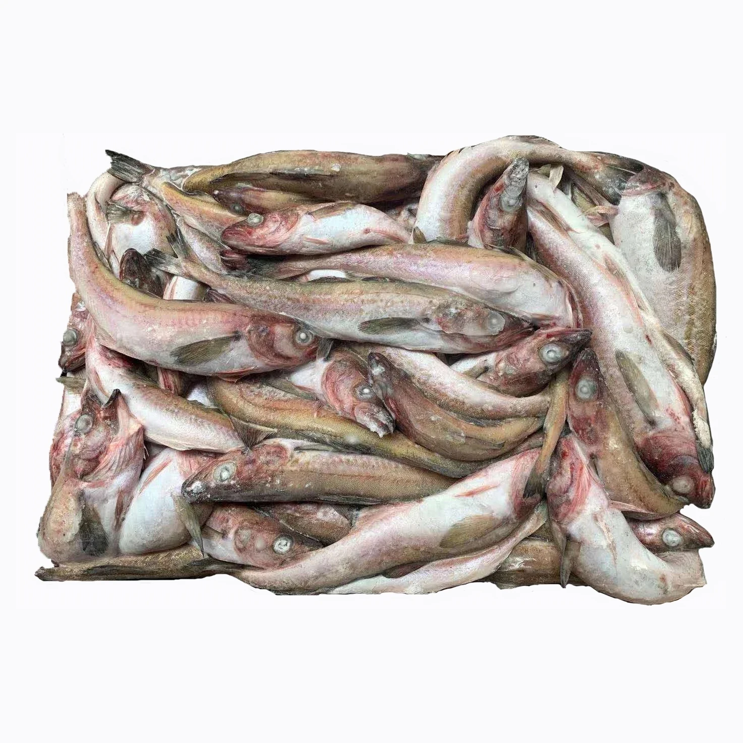 BQF whole round frozen Alaska pollack Pacific ocean fish seafood frozen codfish in stock on sale for export