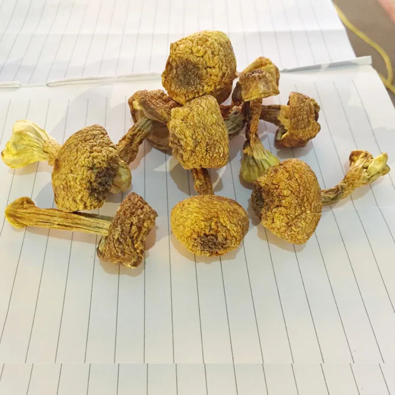 High Quality Dried Wild Tricholoma Matsutake White Pine Mushroom Songrong For Soup Cooking