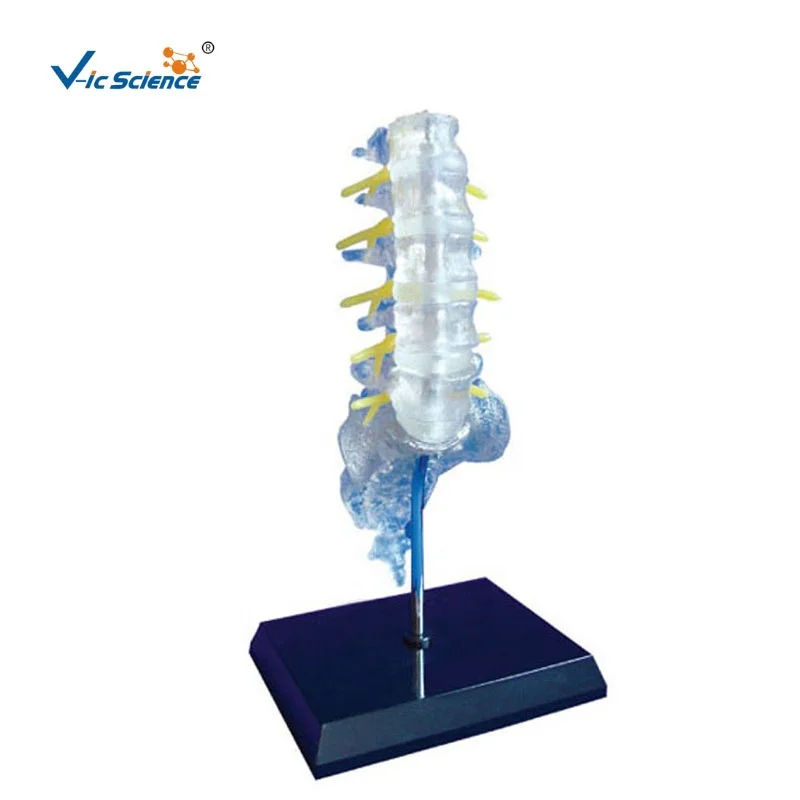 medical science Transparent lumbosacral caudal and spinal nerve model life size skeleton anatomical model
