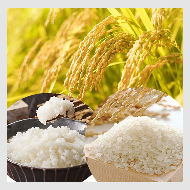 Top-quality packaged mineral-rich groundwater natural rice paddy seeds