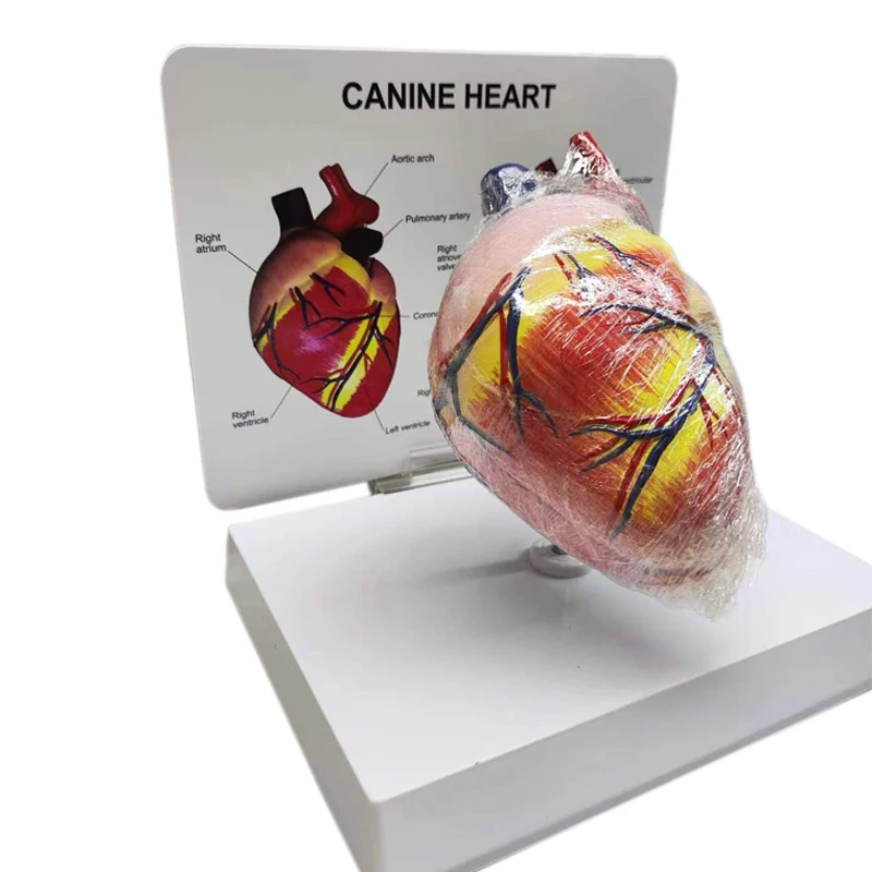 PVC artificial simulation canine bone elbow joint model for medical teaching