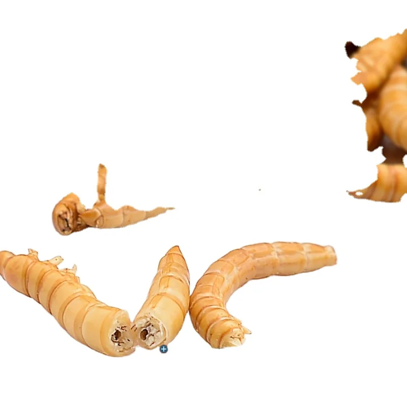 Pet food- Mealworms