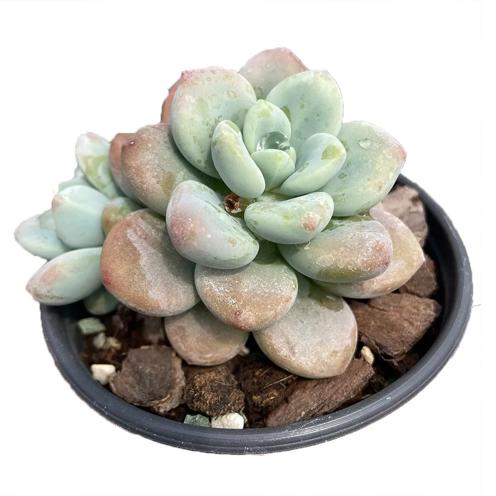 
China Supplier Wholesale About8cm Green Living Plants Succulent Plant Unpotted for Indoor Outdoor Bonsai Plants 