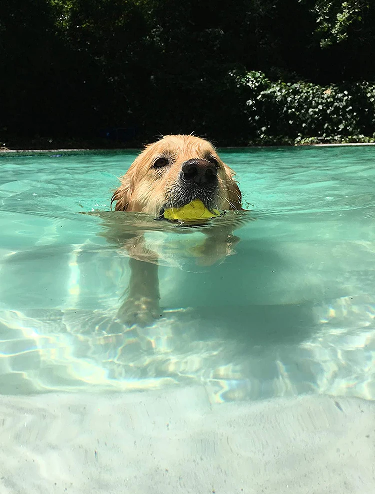 Dog Toy Pet Toy Sport Chewing Water Ball