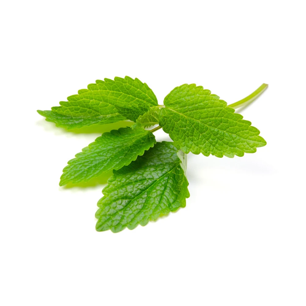 Factory Sale Natural and Organic Melissa Oil for Health Care Benefits Improve Immune System at low Price