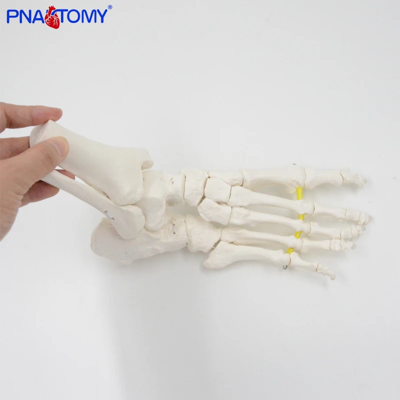 Flexible Foot Bone Model Ankle Joint Bones of Foot Skeleton Anatomy Medical Teaching Tool