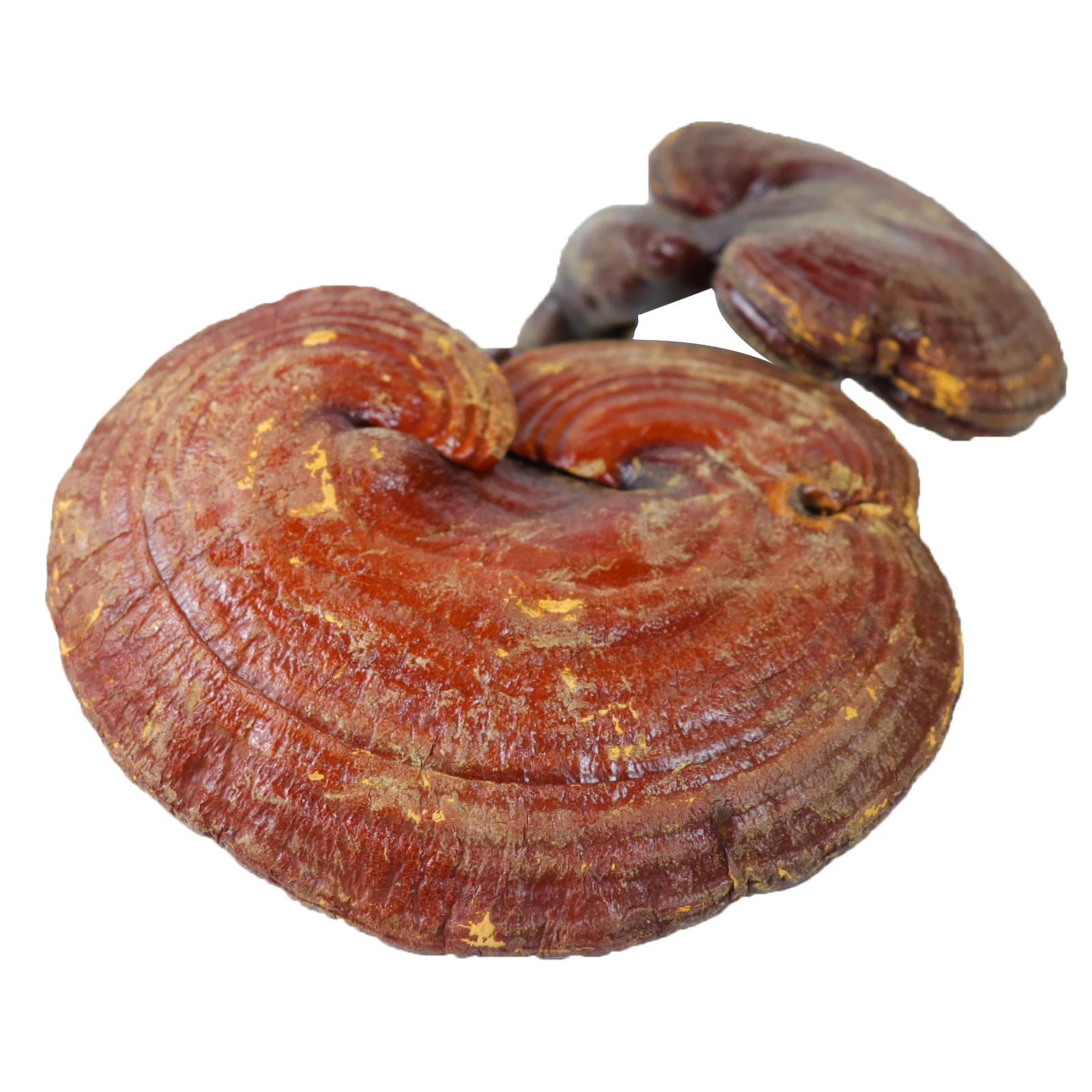 Pure Herbal China Red Lingzhi Wild Dried China Ganoderma Lucidum Reishi