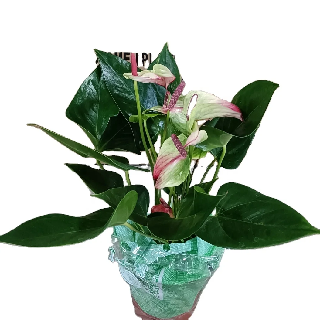 
wholesale promotion foliage plant Anthurium andraeanum with beautiful flowers ornamental natural live real plant 