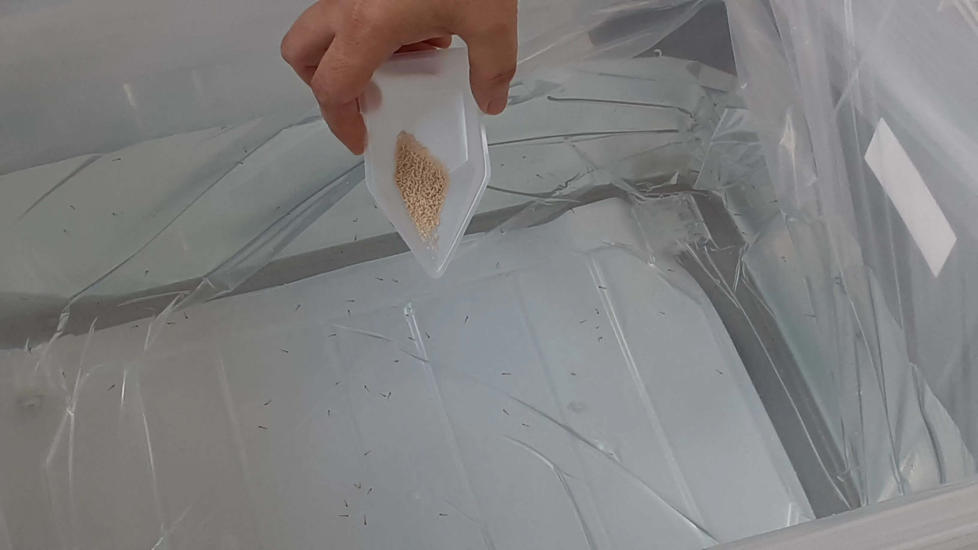 Японские гранулицидные био-цивициды, предотвращающие уничтожение комаров