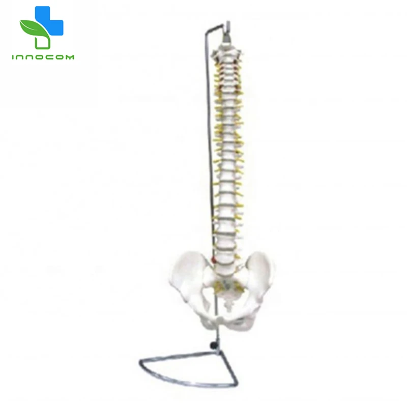 
Educational Training PVC Human Skeleton Anatomy Model,Spine With Pelvis Skeleton Anatomical Model For Medical Teaching 