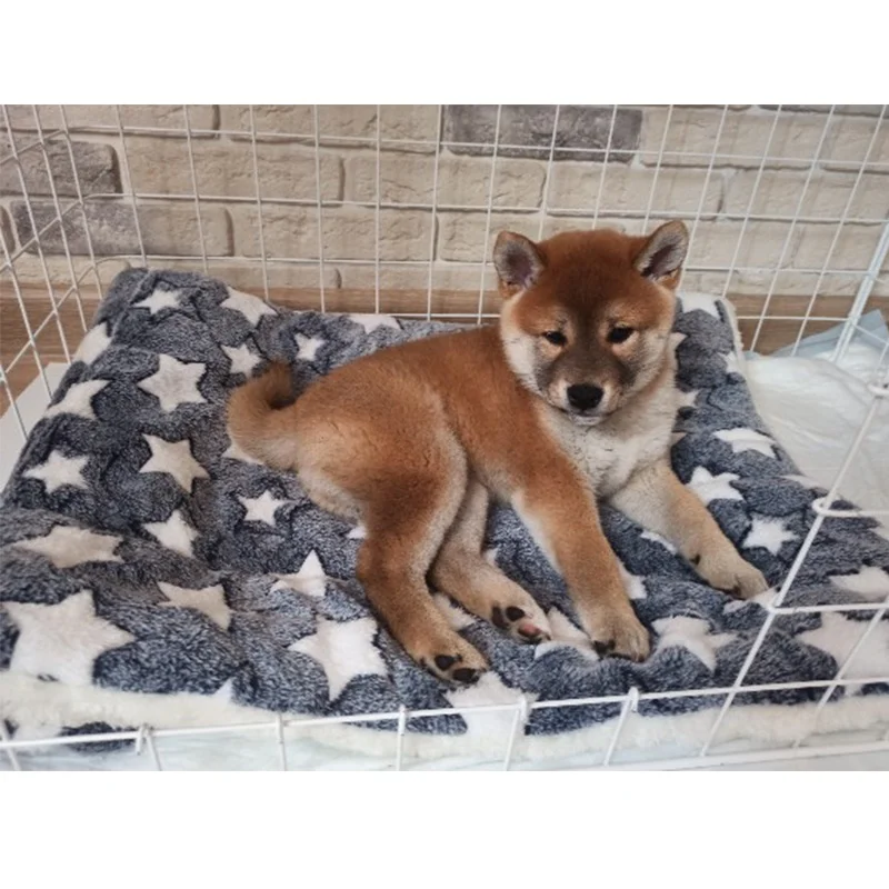 Прямая продажа с завода, Коралловый бархатный утолщенный коврик для домашних животных