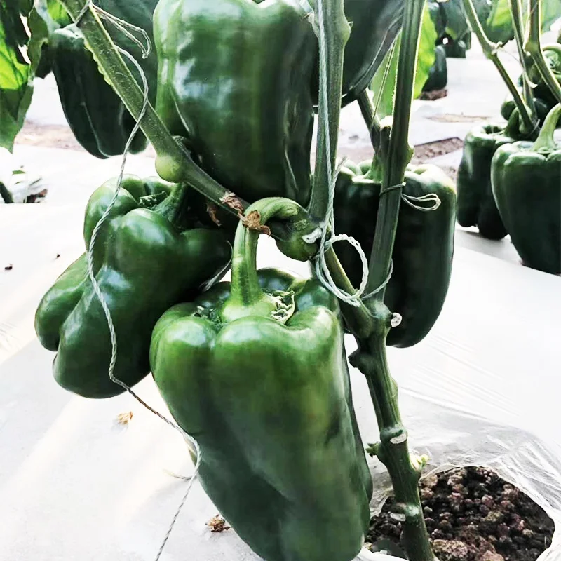 
Hybrid F1 big size sweet pepper seeds from china for growing 