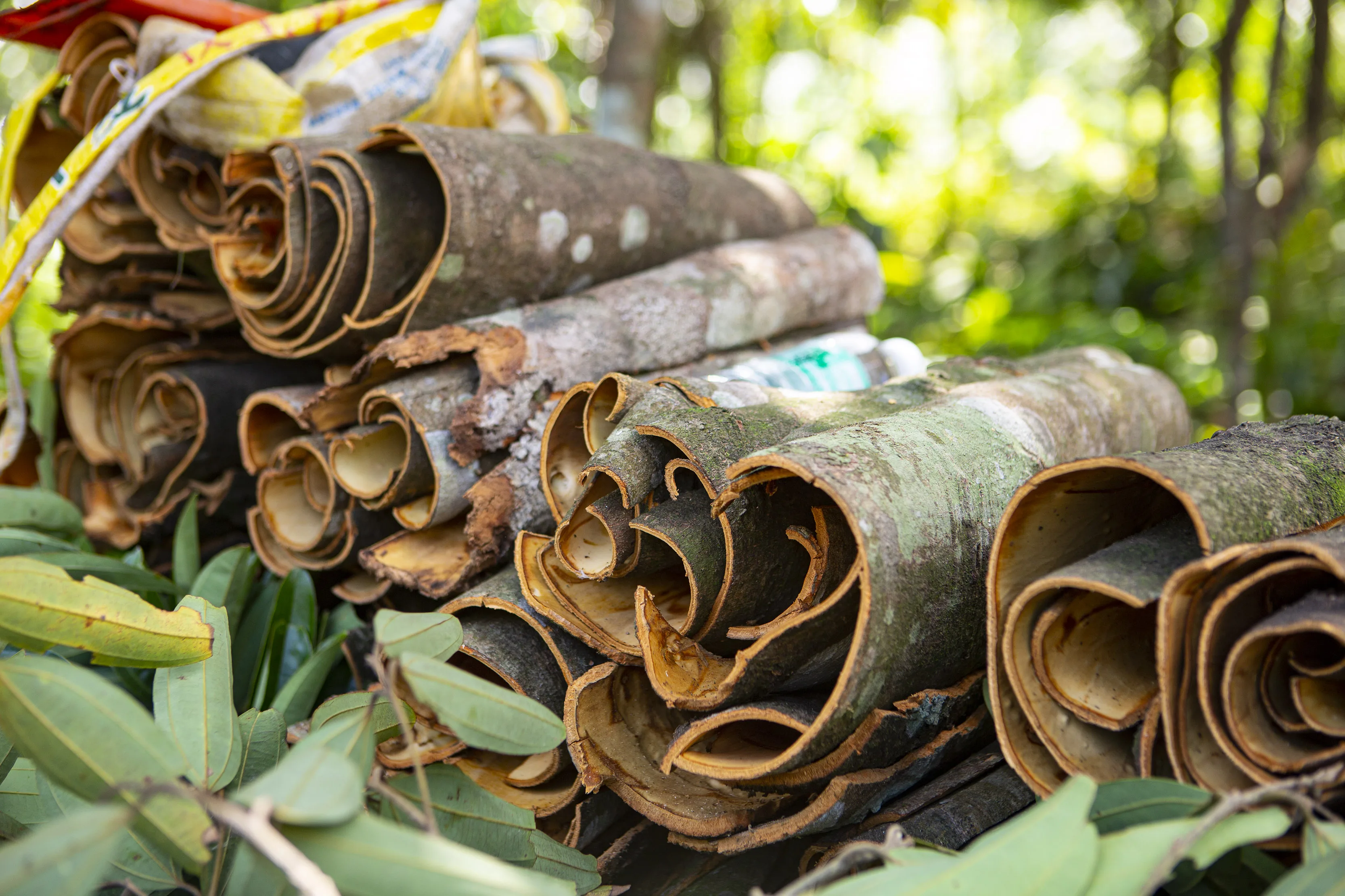 HIGH GOOD QUALITY CINNAMON /CASSIA STICKS from FACTORY