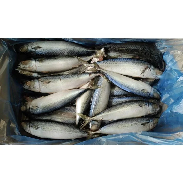 Frozen Pacific Mackerel Wr