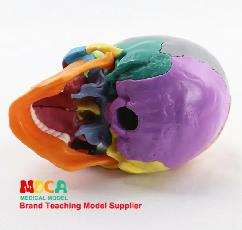 Detachable Colorful Human Skull Model Teaching