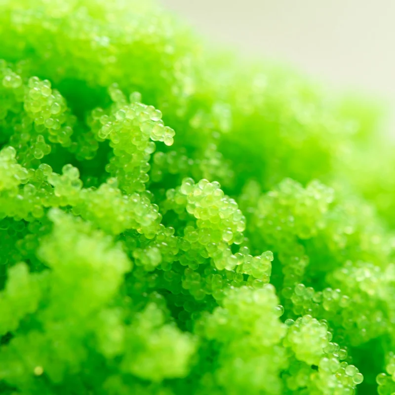 Richly Flavored Seasoned Capelin Roe Small Fish Bitterhead Roe EBIKO masago Excellent For Adding To Salads And Seafood Dishes