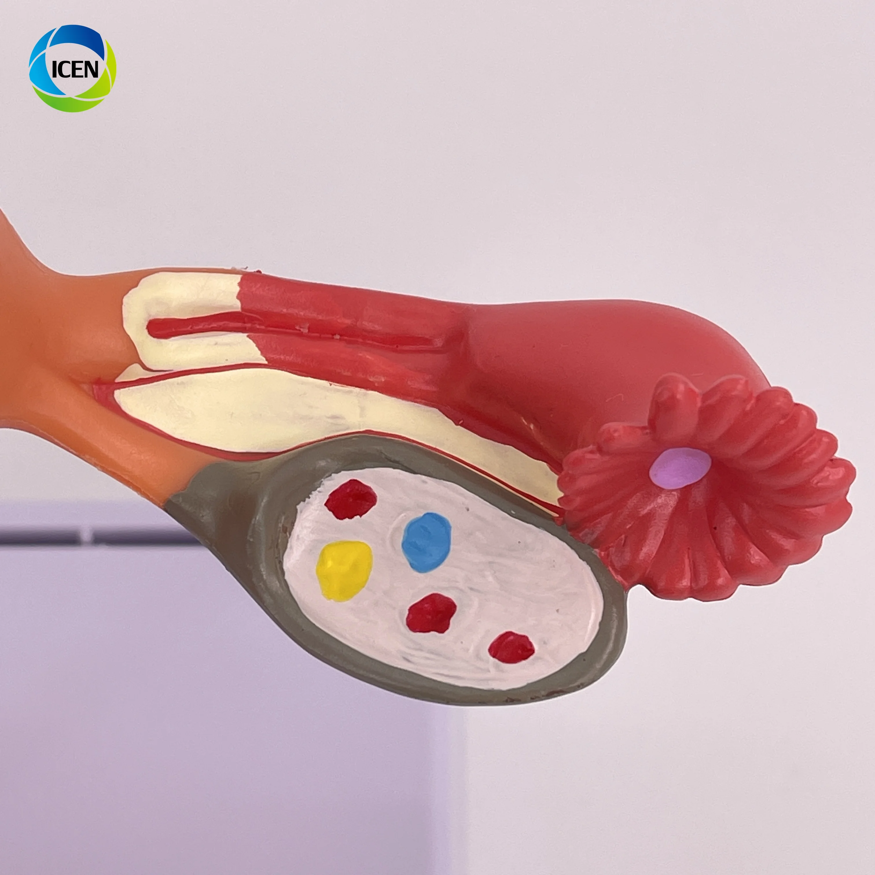 IN-M2 Medical Science Magnified Human Anatomical Model Normal Educational Models Human Anatomy Uterus Model