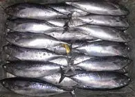 Frozen skipjack tuna whole round