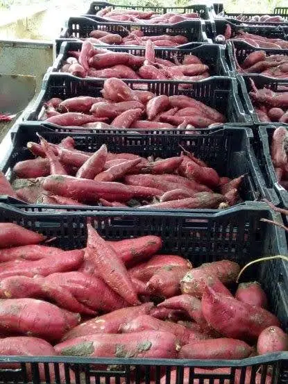 Сладкий картофель в сезон, низкая цена, высокое качество