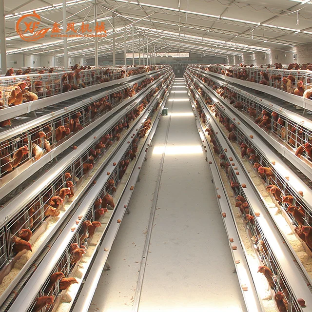 Poultry Cages Equipment Chicken Farming  A Type Rearing Cage 10000 Wire Mesh Layer Chicken Cage For Sale