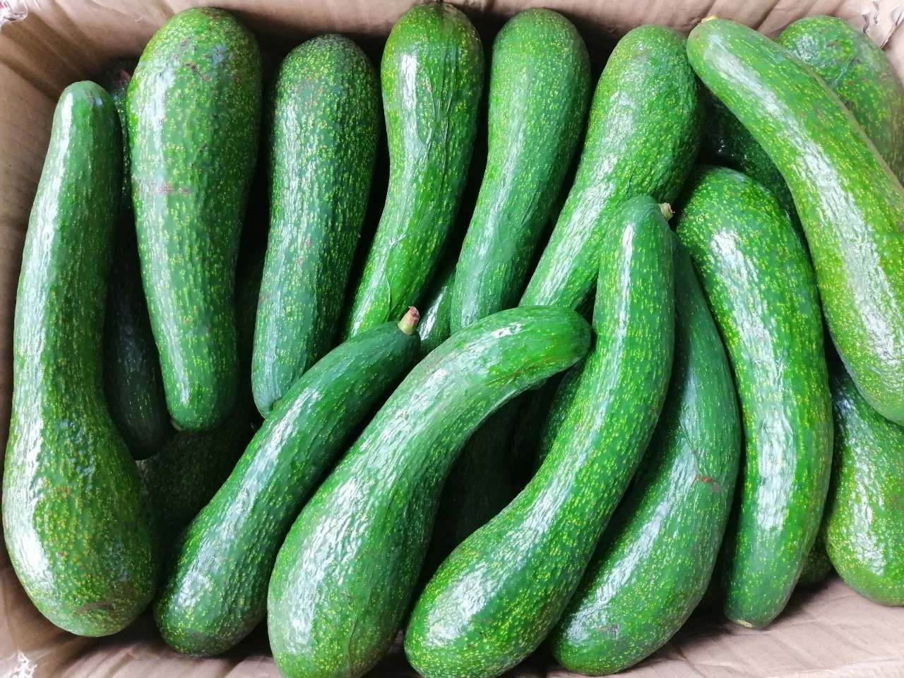 FRESH LONG NECK AVOCADO 034 VIETNAM NEWEST CROP 2021