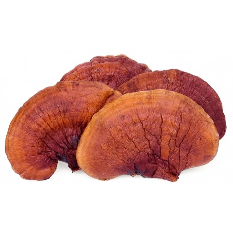 Best Organic Red Reishi Mushroom Extract Spore Powder Supplement Ganoderma Lucidum Extract