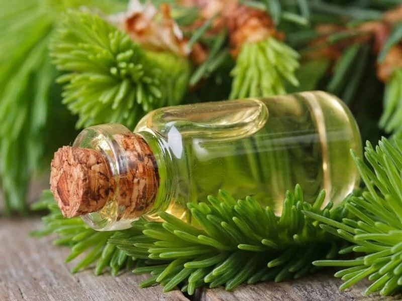 
Natural Organic 100% pure Cedar Oil Siberian Cedarwood Oil 