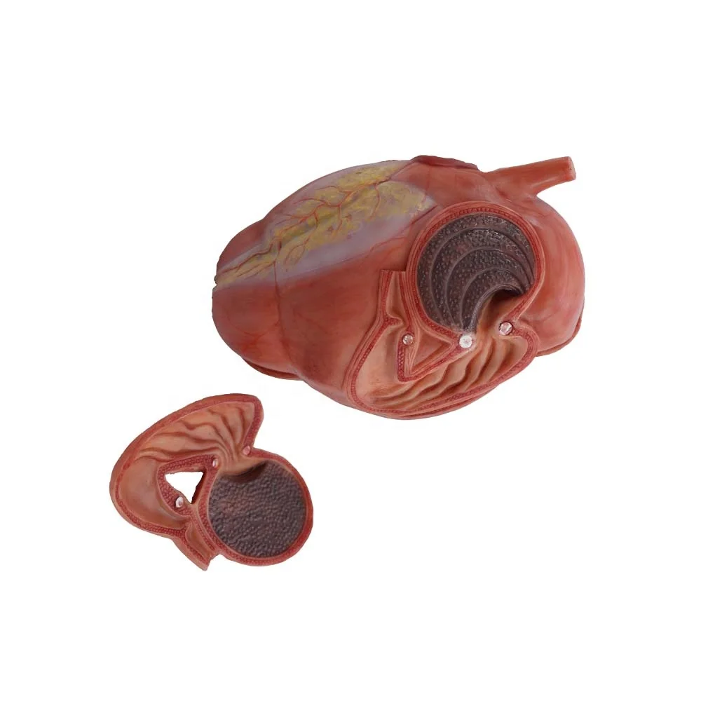 Veterinary Anatomy Teaching Soft Simulation Cattle Stomach Anatomy Model