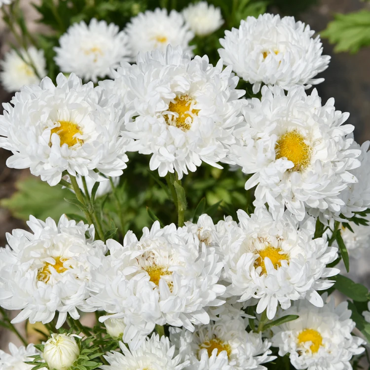 Retail bulk quality Aster seeds Callistephus chinensis flowers Seeds For planting