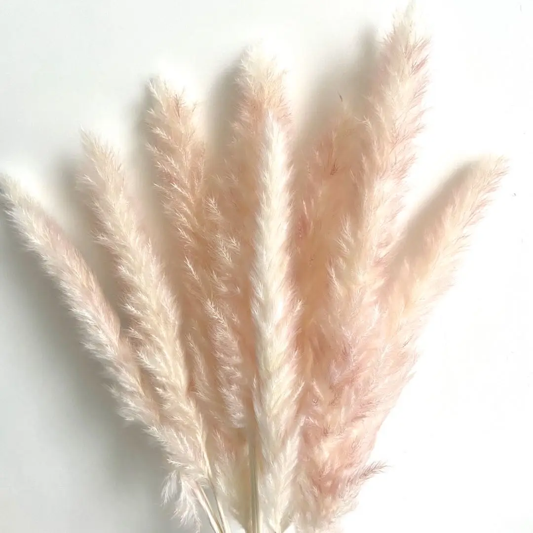 
Wholesale Natural Dried Pampas Grass Luxury Small Pampas Grass for Weeding Decoration 