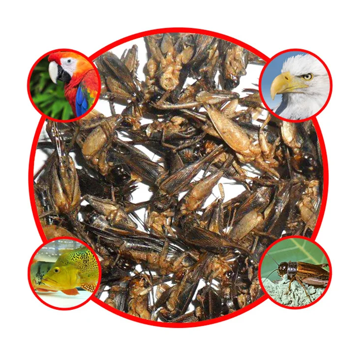 Factory direct supply Microwave dried cricket cricket, fish, bird and turtle pet food, high quality feed black soldier fly