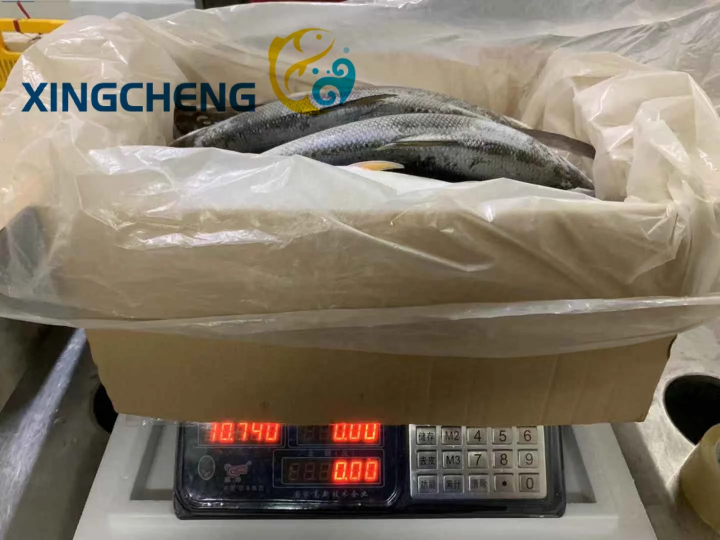 Frozen Milk Fish Whole Round