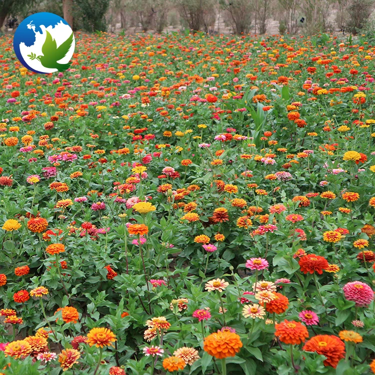 High germination Summer Flower Zinnia Elegans plants flower for garden