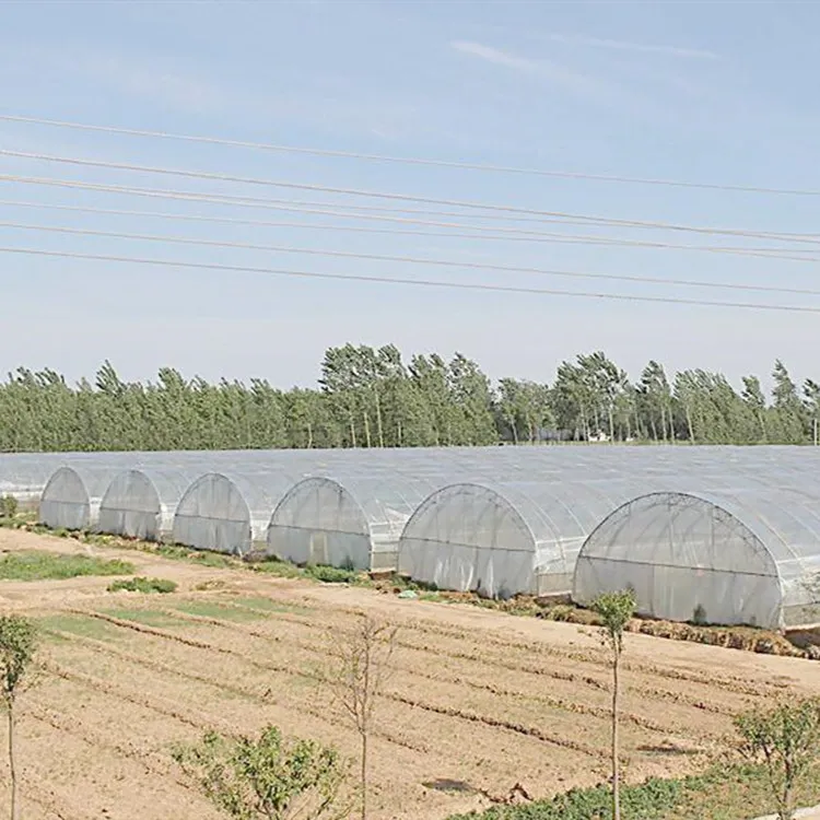Agricultural Tunnel Greenhouse With Low Price
