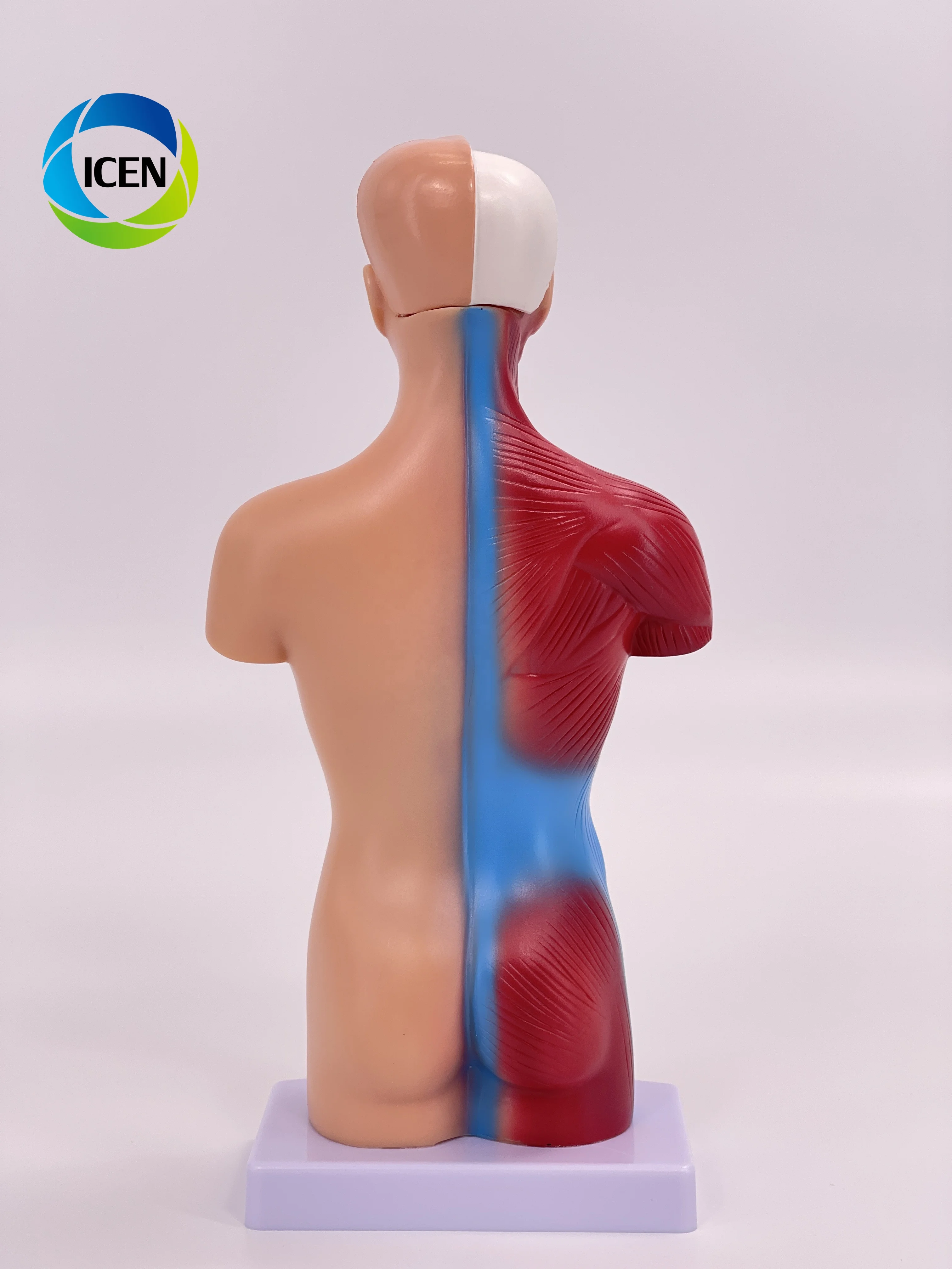 IN-M5 Medical School Nursing Educational Supplier Human Torso Body Anatomy Model With 7 Removable Parts