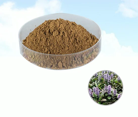 Коричневый порошок ajuga turkestanica, экстракт порошка с хорошим качеством и ценой