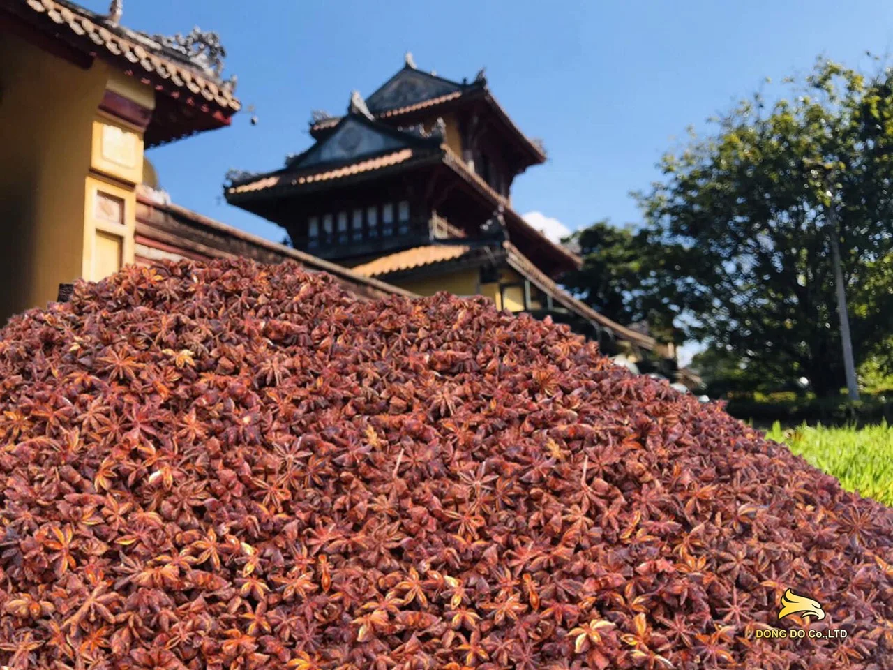 Китайские Звездные специи и травы с Анисом стабильного качества