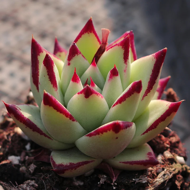 
Wholesale live Succulent Plants Echeveri agavoides Ebony yellow with LOW PRICE 