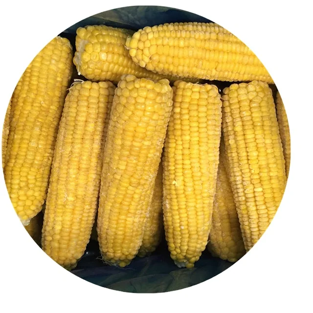 IQF Certified Frozen Vegetables Fresh Sweet Crispy Corn on the Cob in Bulk Whole and Blanched